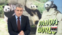 Giant pandas on display full time at Everland starting today