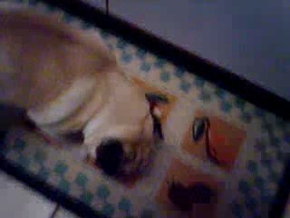 Athéna et son Markies