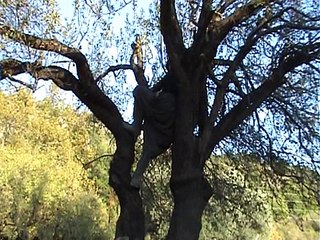 İhtiyar delikanlının gençlik iksiri çok çalışmak, gezmek ve temiz hava