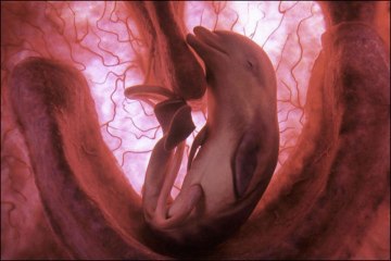 Rare Dolphin Birth Caught On Camera