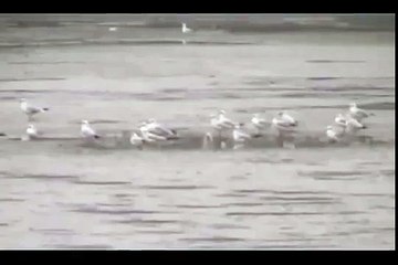 Lacul Puiesti- Iezer judetul Vaslui