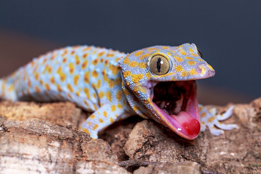 10 Coolest Lizards In The World
