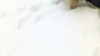 cockapoo playing the snow....my dog