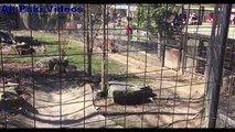 Shocking moment woman jumps tiger fence to retrieve her HAT