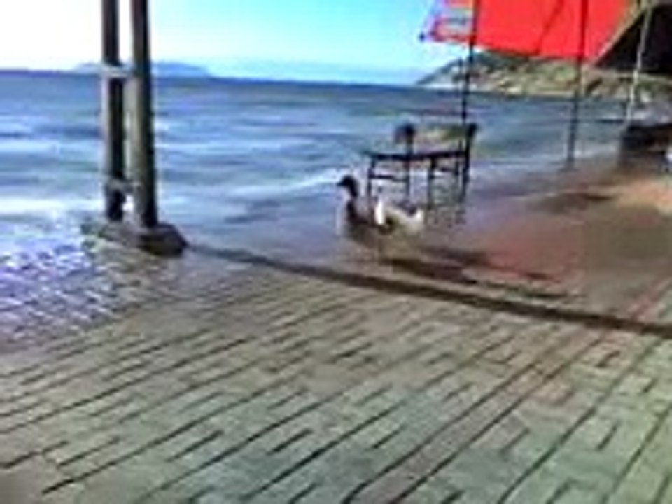 çınarlı köyü ördekleri 2006