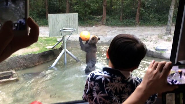 Un ours s'amuse à marquer des paniers!