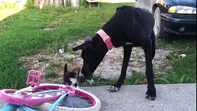 Ce Dogue allemand devient fou en jouant avec des bébé chats