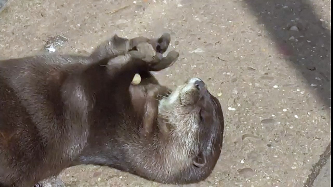 Une loutre jongle avec un cailloux... Petit jeu amusant