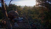 W T eagles Estonia 4.20.16 615am sunrise swap out Dad trys to feed the 3 eaglets