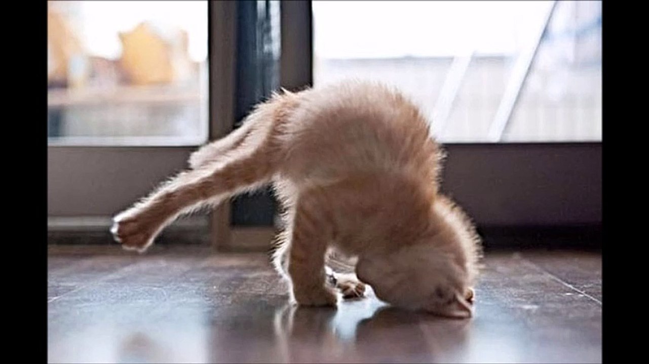 Funny Animals Part 3