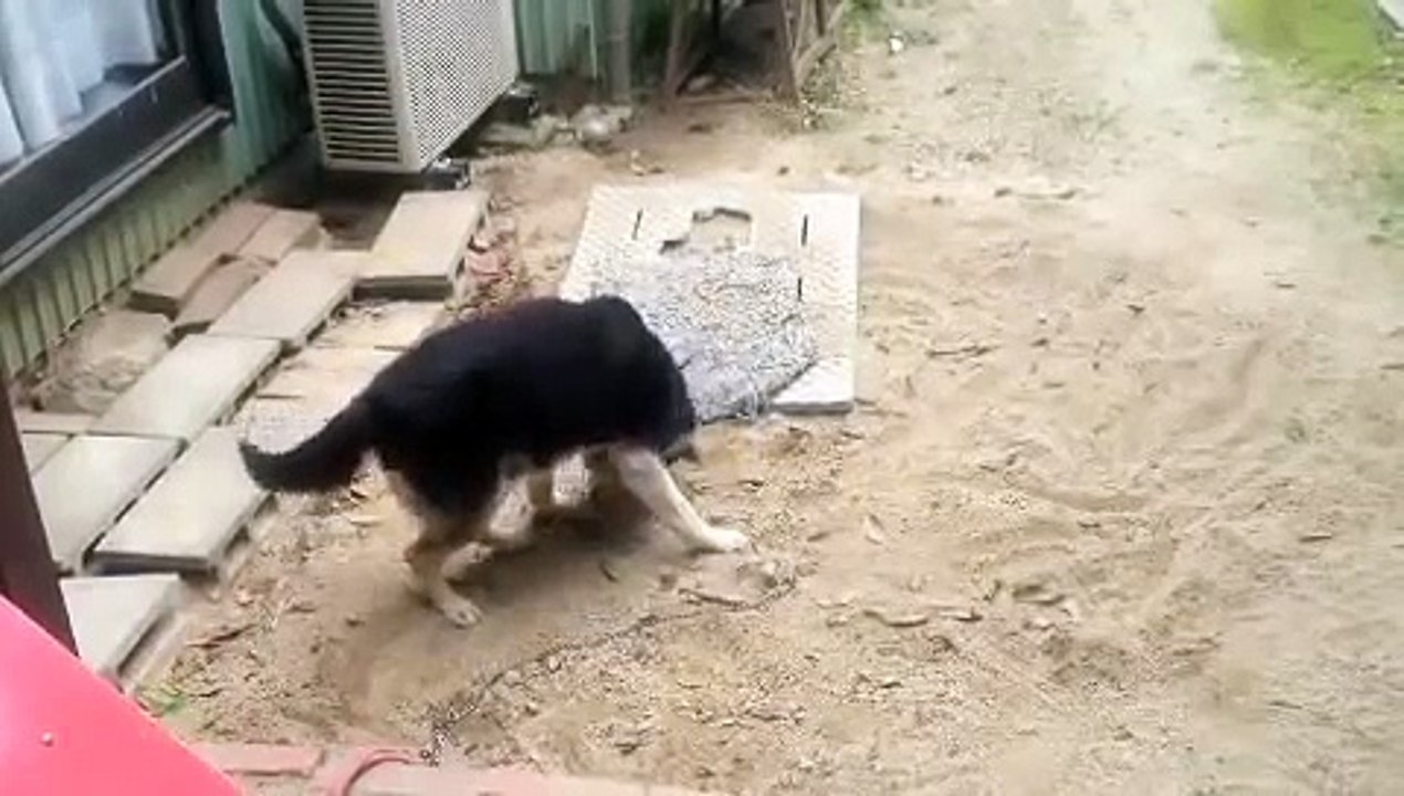 隠れて庭でそそうしようとするも、飼い主に見つかって開き直る飼い犬クロ