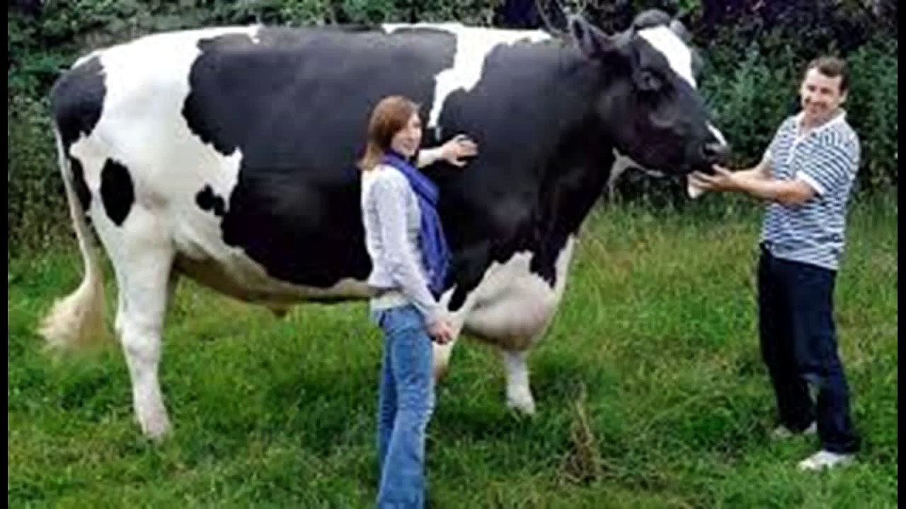 Top 7 Biggest Animal Monster Ever