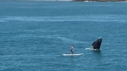 Une baleine surprend un paddleboarder