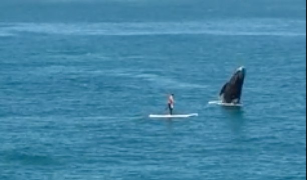 Un paddle surpris par une baleine qui saute juste devant