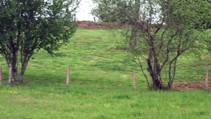 JEDI en recherche chèvres