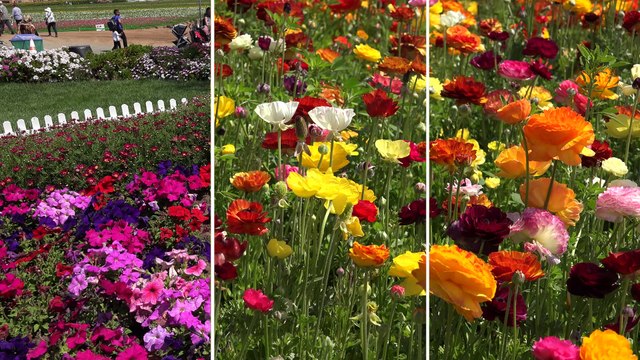 The Flower Fields Carlsbad San Diego CA 2016