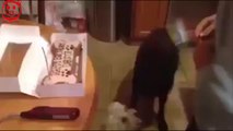 Cutest Thing I Have Ever Seen Dog Happy For His Birthday - Owners Great Dogs