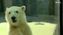 アメリカ・トレド動物園の赤ちゃんがマスコミに公開 (Apr.20  2016)