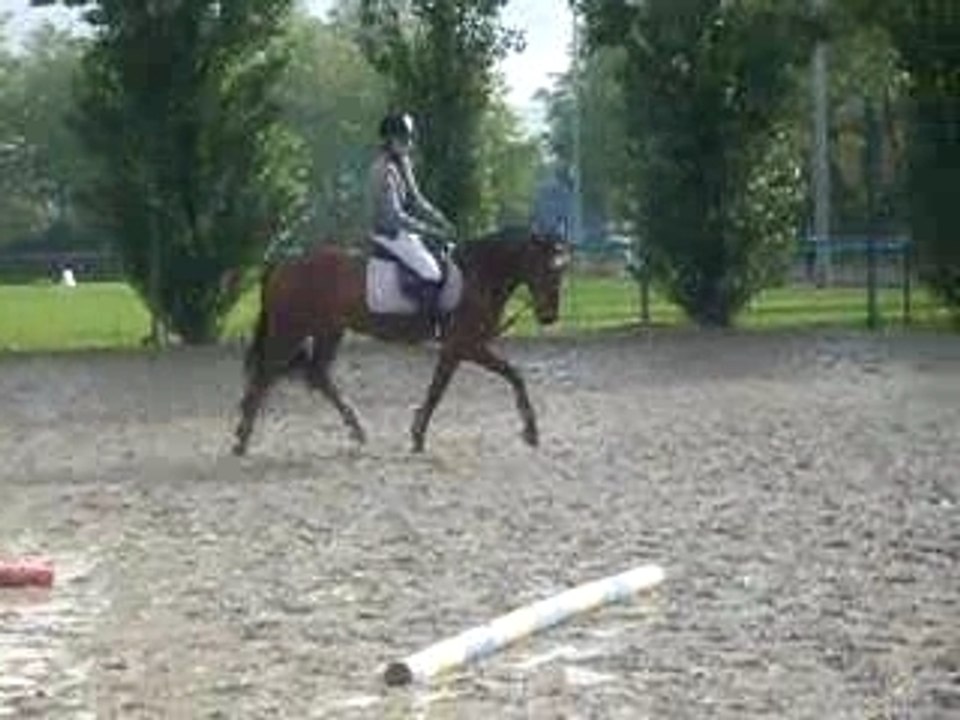demonstation de dressage