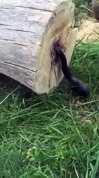 Ce qu'il découvre en coupant du bois va vous faire frissonner! Flippant