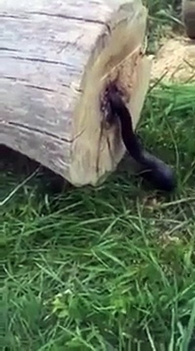 Ce qu'il découvre en coupant du bois va vous faire frissonner! Flippant