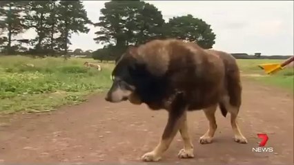 A 30 ans la chienne la lus vieille du monde vient de s'éteindre
