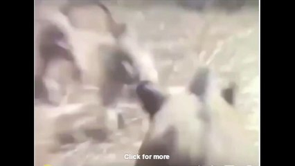 HE HE HE ! Funny CAN'T STOP LAUGHING !