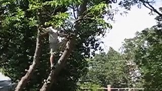 Cutting Down a Tree pt2