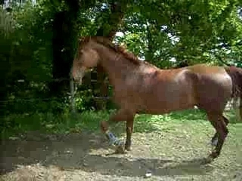 le cheval du boss en liberté