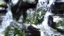小園景