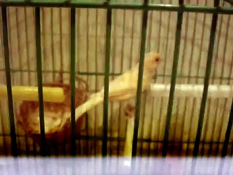 كنري عبود