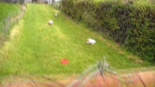 chiots 7 semaines - Copie