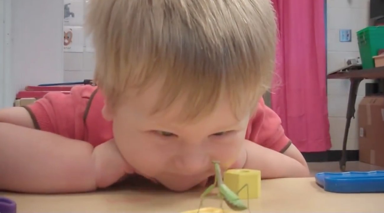 Une mante religieuse diabolique attaque un petit garçon !