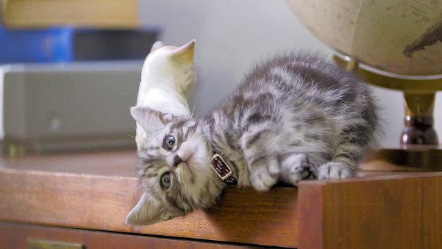 Dear Kitten: Beginning // Presented By BuzzFeed & Friskies