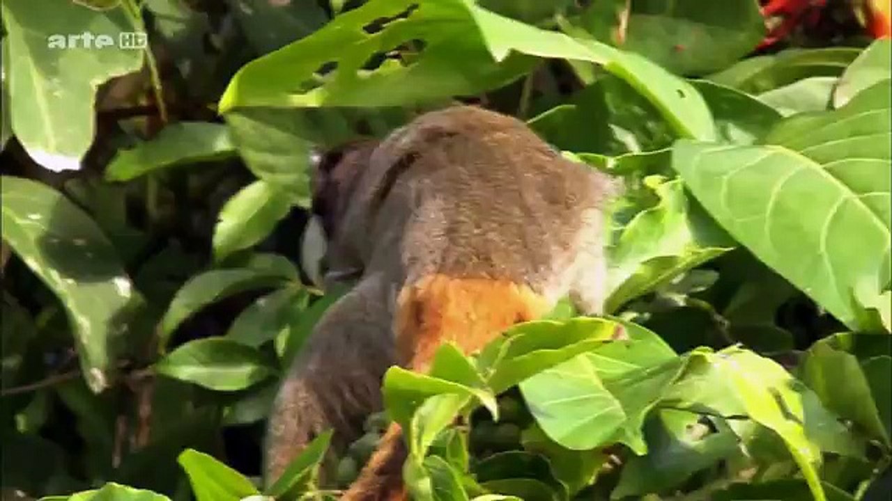La loutre géante (HD) ♦Les grands animaux d'Amérique du Sud♦ 04 - YouTube (360p)