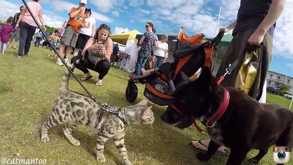 Watch this CAT meet 50 dogs at a dog show