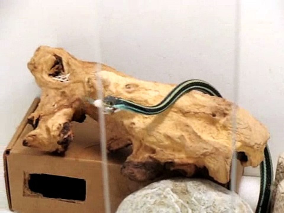 Thamnophis