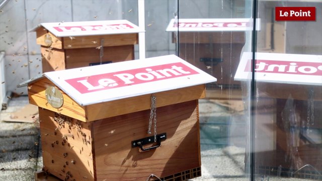 Le Point adopte deux ruches !