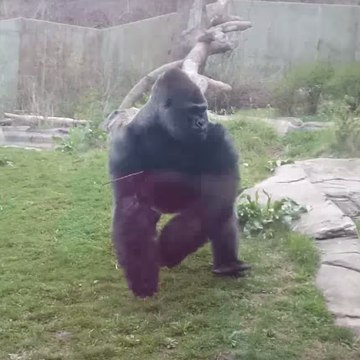 A gorilla loses its temper with zoo-goers!