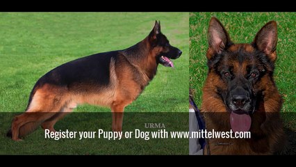 Julie Martinez Mittelwest Kennels Chicago