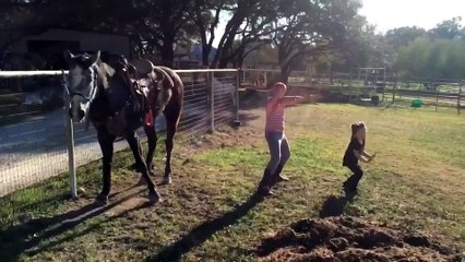 ¡El caballo con más ritmo baila hip hop!
