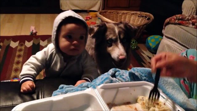 WATCH - Amezing Dog say mama to Owner , Viral WhatsApp Video