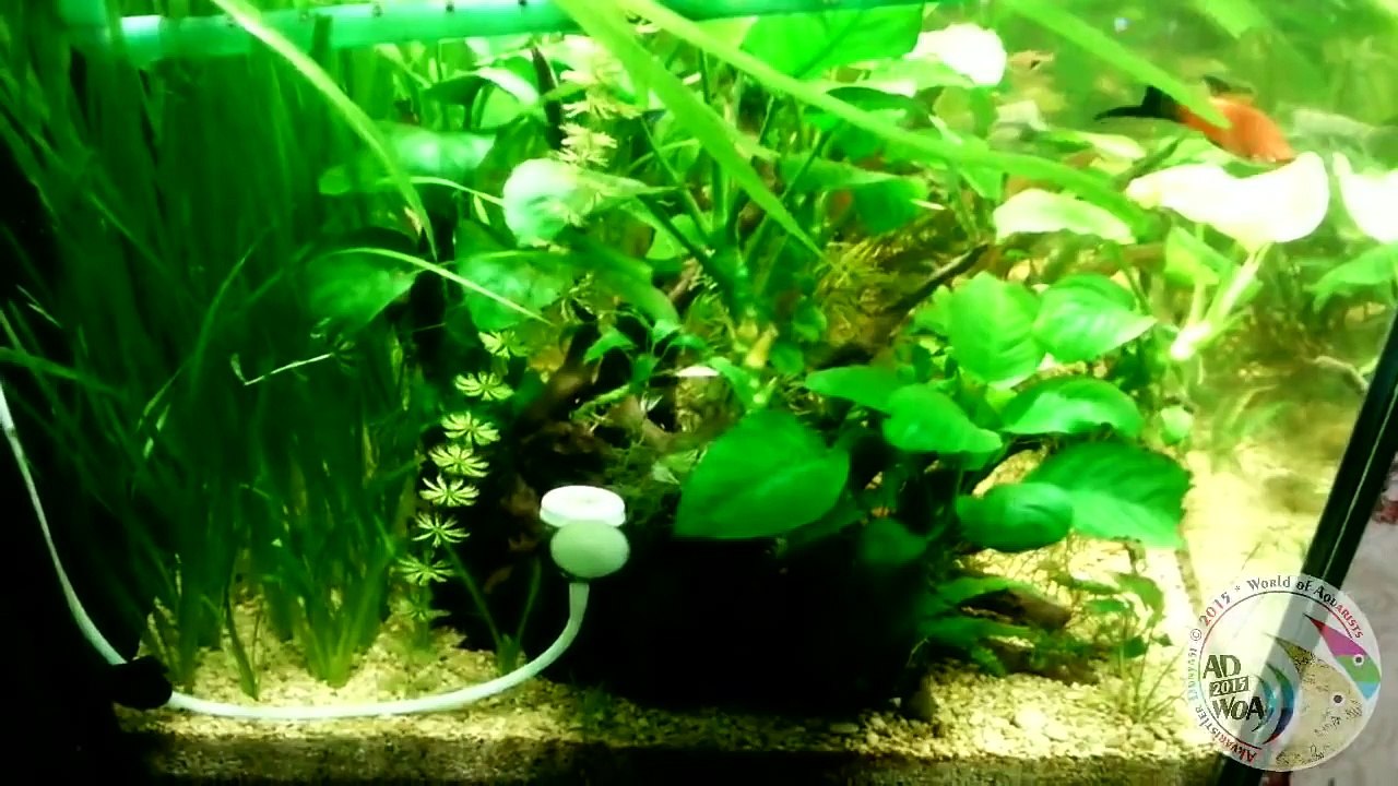 Bitkili Akvaryum Biyotop (Aquarium Biotope with Plants)