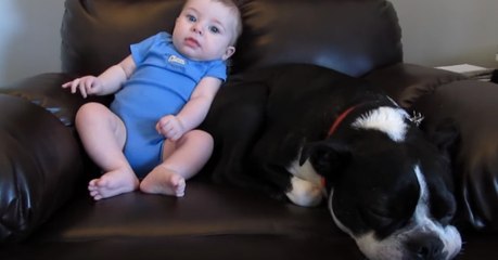 "Pum" de bebé dececiona cão que sente que está a mais naquele ambiente