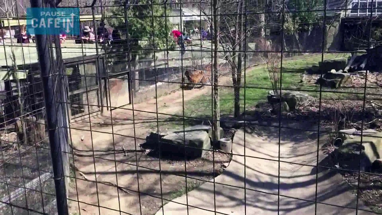 Une femme descend dans l'enclos des tigres récupérer sa casquette