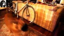 【犬おもしろ動画集】レモンを相手に遊ぶ犬の反応が面白いwww