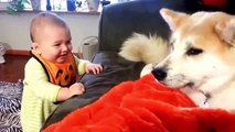 【犬と赤ちゃん】かわいすぎるコンビが大暴れ？