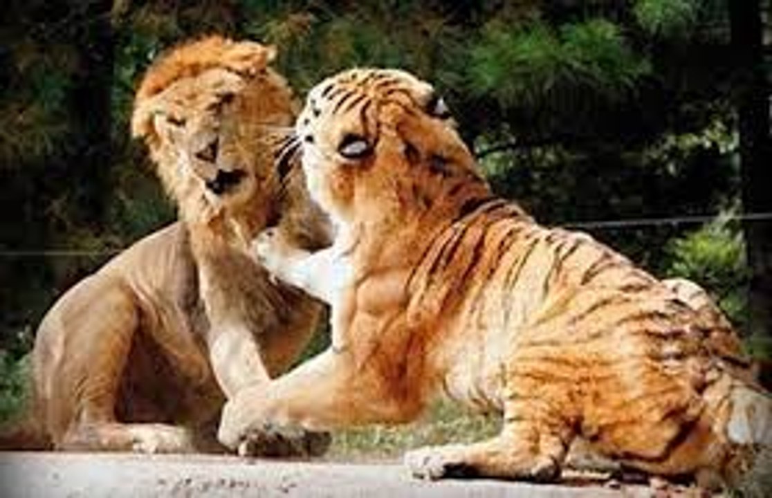 Lion vs Tiger