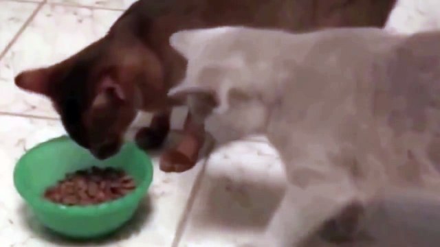 Наглый кот голодный не останется 3 Funny Cats