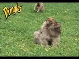 Pringles-Monkeys
